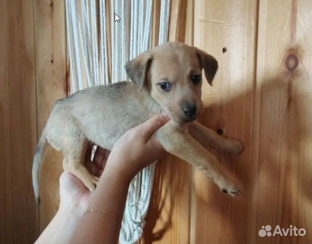 Щенки бесплатно