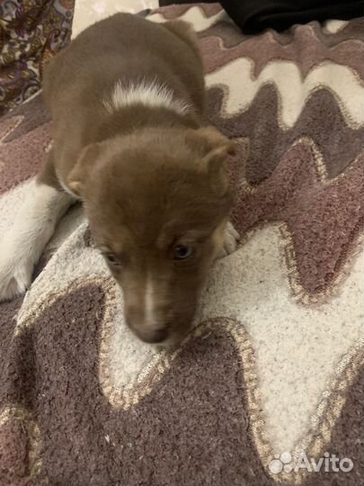 Отдам в добрые руки щенков