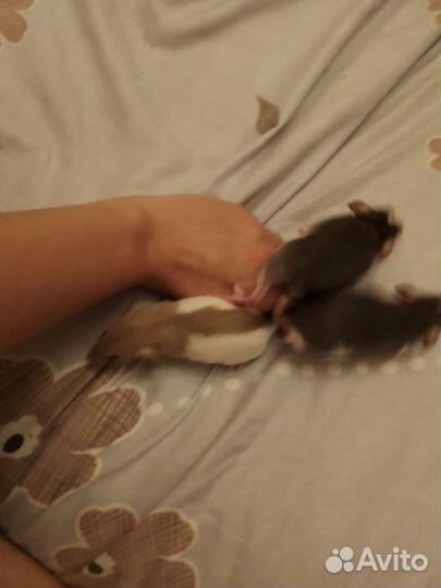 Крысы дамбо девочки