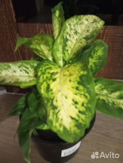 Цветы комнатные