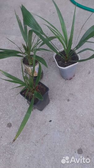 Пальмы Трахикарпус и финик канарский