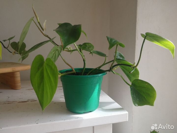 Филодендрон сканденс Бразил, Сциндапсус неон