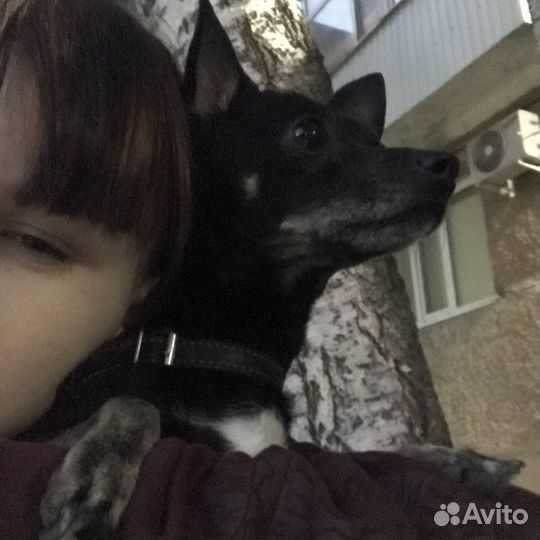 Передержка животных, выгул)