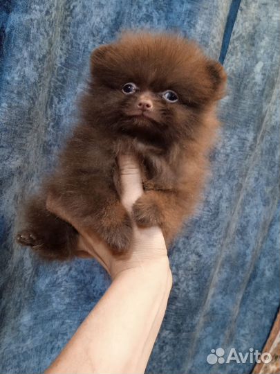 Шпиц мини мишка Рафик