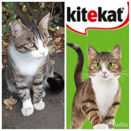 Кошка в дар