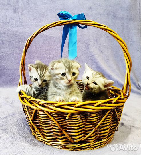 Чистокровные шотландские котята