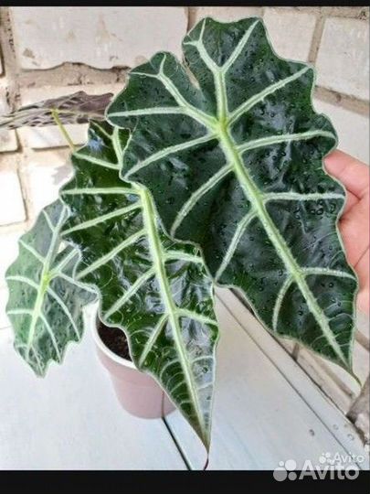 Алоказия фикус кротон