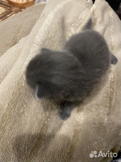 Котятки в добрые руки