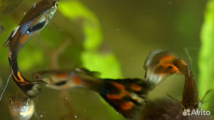 Аквариумные рыбки разные