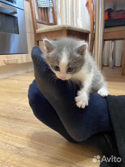 Отдам котенка в добрые руки