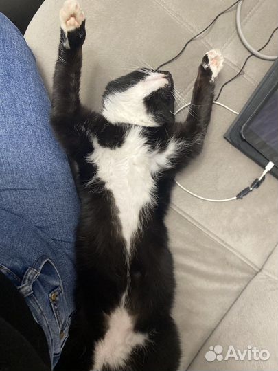 Котик в добрые руки