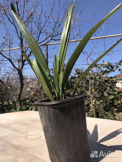 Саженцы Пальмы Финик Канарский