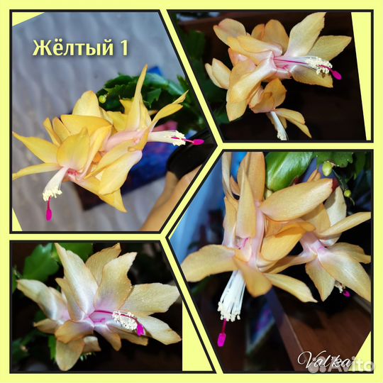 Декабрист шлюмбергера