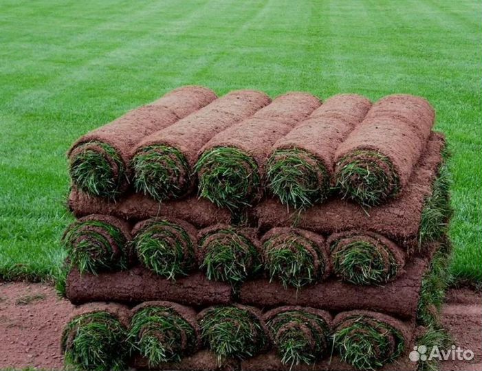 Рулонный газон «Премиум» с укладкой