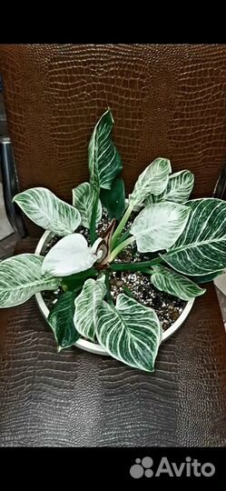 Филадендрон 