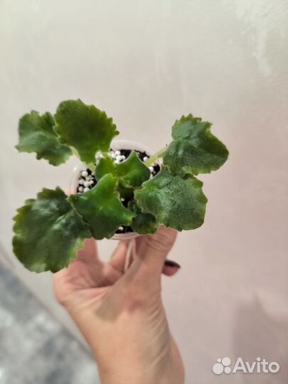 Фиалка, новинки 2023г