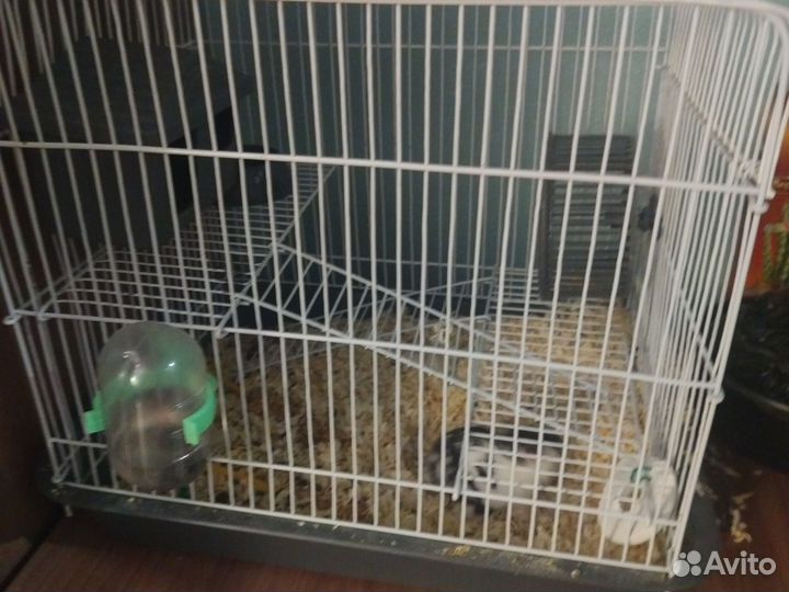 Джунгарик с клеткой