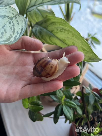 Улитки Архахатины Маргината Овум