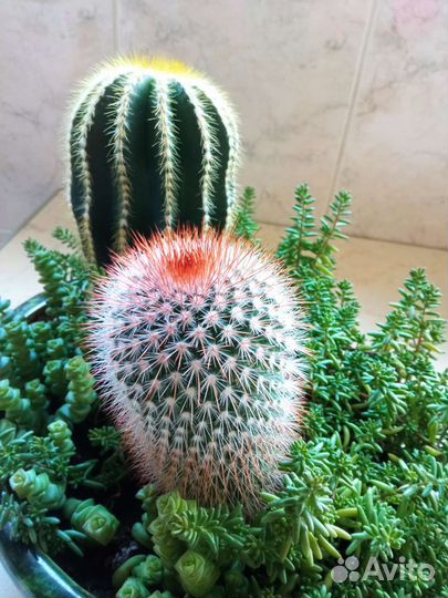 Кактусы и суккуленты