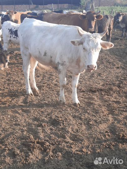 Коровы дойные молочные