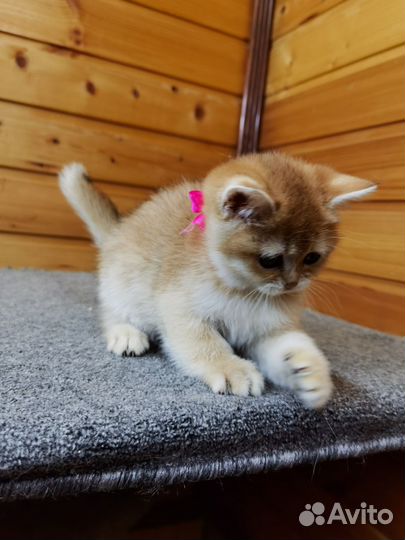 Британская золотая девочка