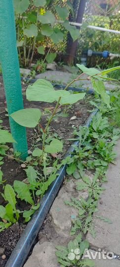 Горец сахалинский