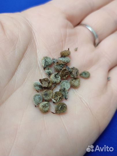 Чернокорень травяной сбор семена