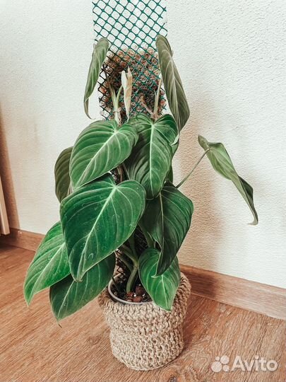 Тотем для растений