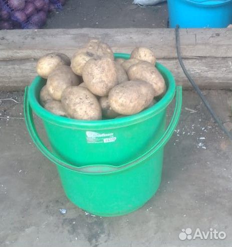 Продам картофель