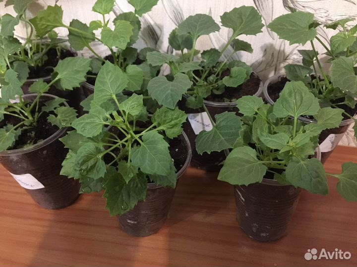 Кампанула махровая