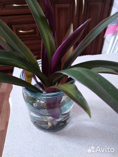 Рео с корешком