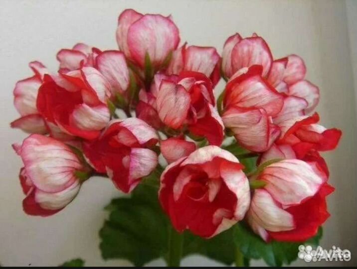 Пеларгония тюльпановидная (редкие сорта)