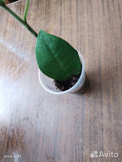 Замиокулькас