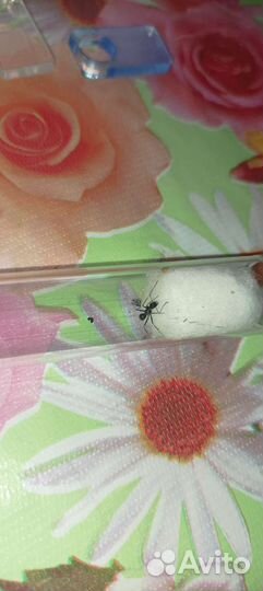 Camponotus Ligniperda