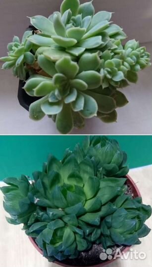 Суккуленты