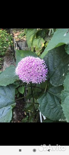 Гортензия, юкка, самшит и др