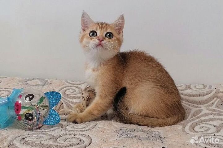 Золотая шиншилла, документы