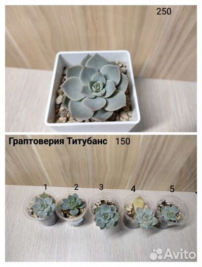 Суккуленты