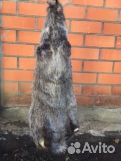 Шкуры нутрии