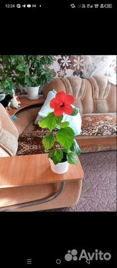 Комнатные растения цветы