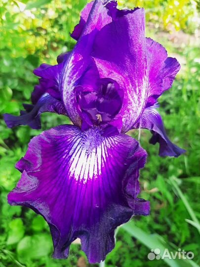 Ирисы сортовые