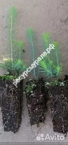 Сеянцы сосна ель зкс окс посадочный хвойные