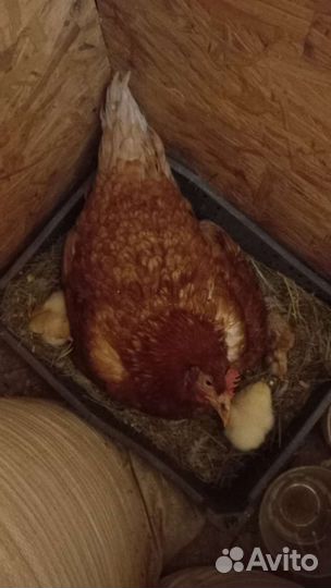 Куры- наседки