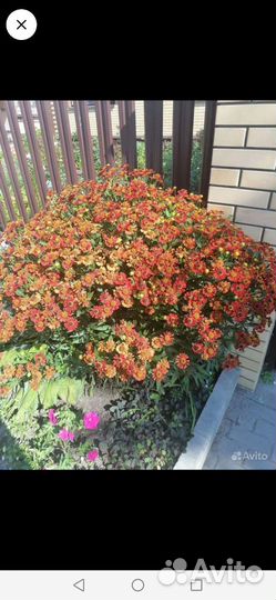 Обриета, гелениум, чабрец, почвопокровники