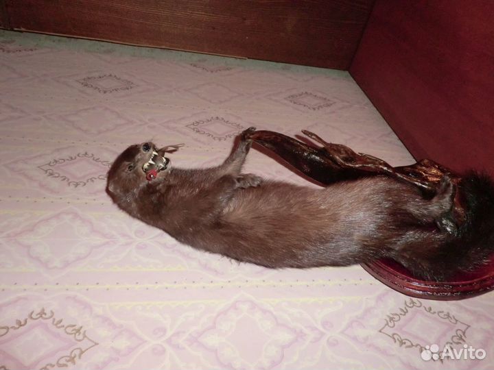 Чучело норки