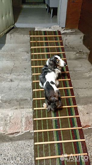 Трап для животных. Лестница