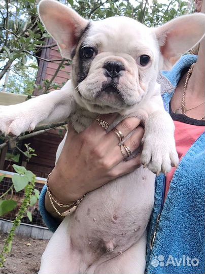 Французский бульдог