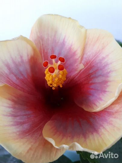 Сортовые гибискусы