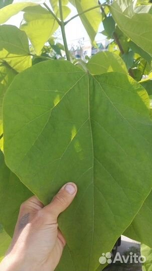 Катальпы и хвойные саженцы