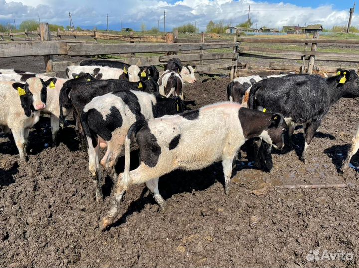 Бычки на откорм телята